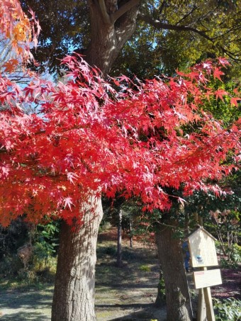 DSC_1411 DSC_1411-e1738740455577